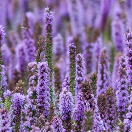 Patchouli – Single Note Fragrance oil